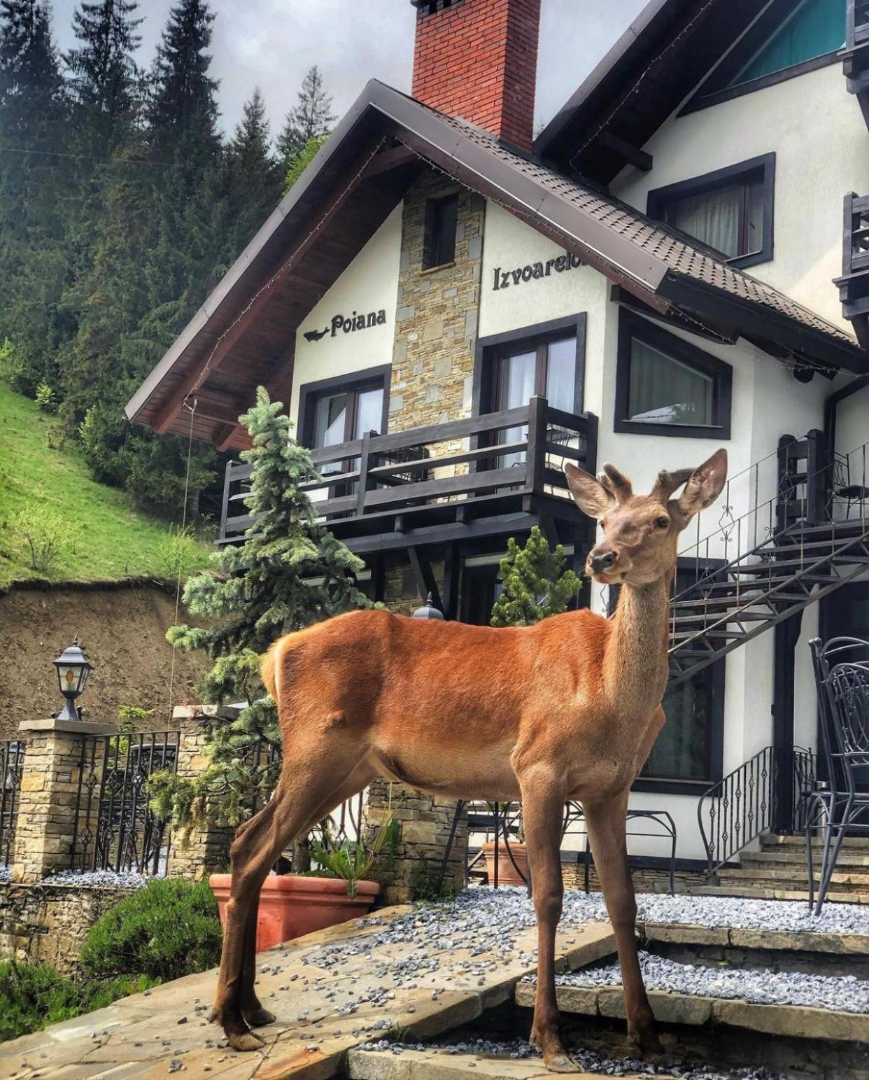 Pensiunea Poiana Izvoarelor Vatra Dornei Esterno foto