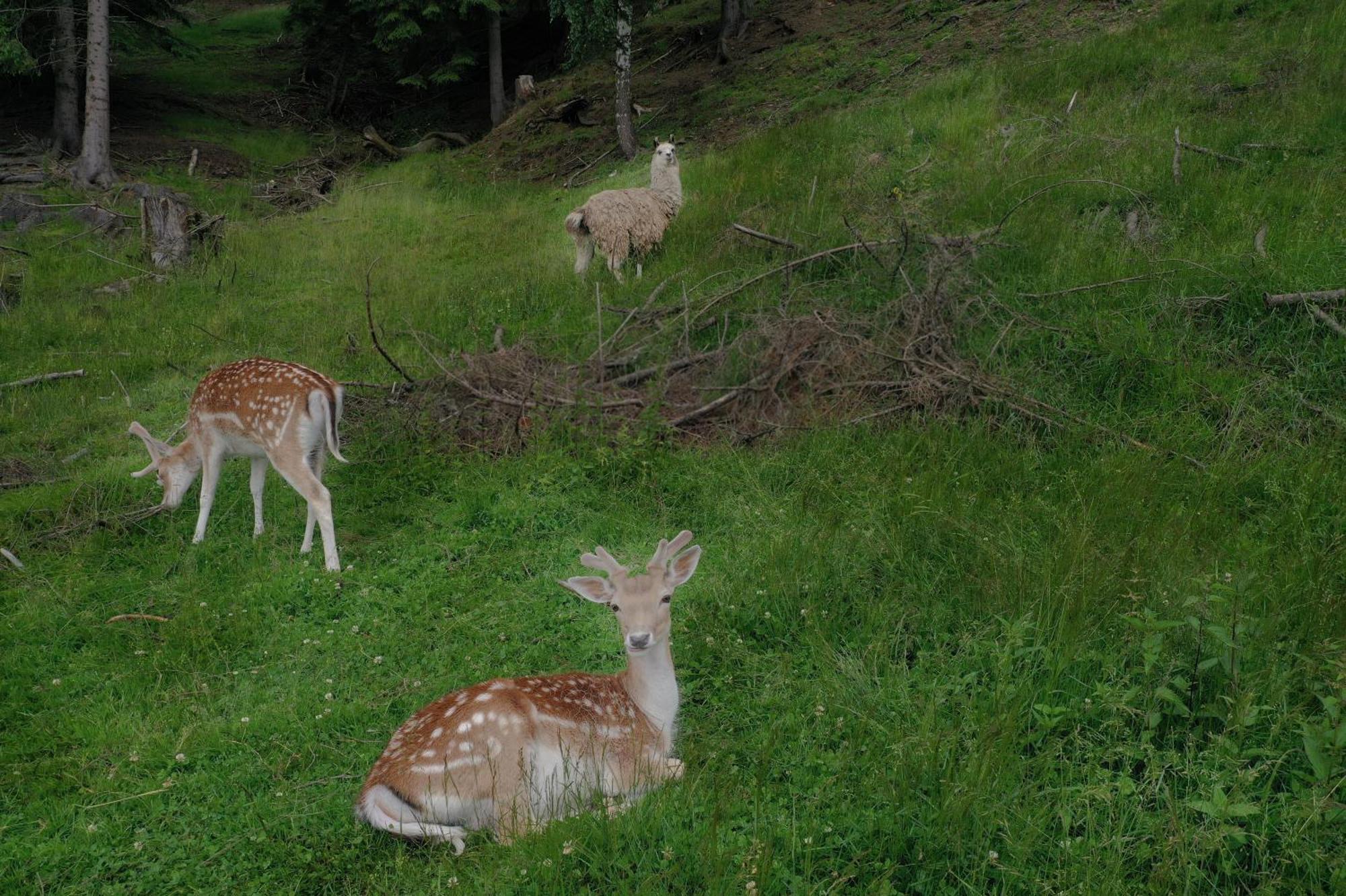 Pensiunea Poiana Izvoarelor Vatra Dornei Esterno foto